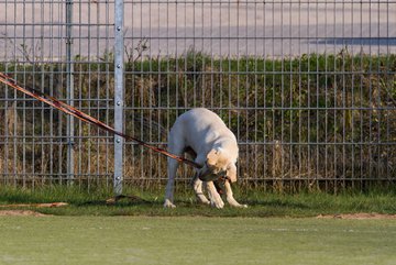 Bild 113 - D-Juniorinnen FSC Kaltenkirchen - SV Wahlstedt : Ergebnis: 3:1
